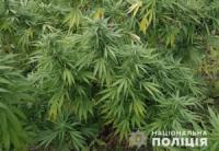 На Кіровоградщині вилучили більше 35 тисяч нарковмісних рослин