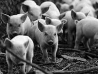 Яка ситуація на Кіровоградщині з захворюваністю на африканську чуму свиней?