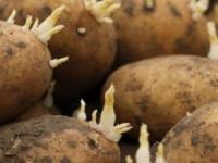Особливості зберігання бульб насіннєвої картоплі
