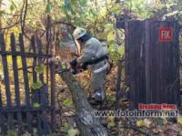 На Кіровоградщині двічі надали допомогу по розпилюванню аварійних дерев