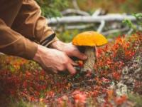 На Кіровоградщині зареєстровано другий летальний випадок отруєння грибами