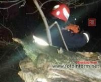 Кропивницький: рятувальники надали допомогу по розпилюванню та прибиранню аварійної гілки дерева