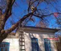 На Кіровоградщині аварійне дерево загрожувало будівлі музею