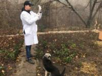 На Кіровоградщині триває вакцинація тварин проти сказу
