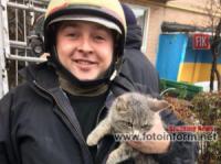 У Кропивницькому врятували кота,  який не міг злізти з високого дерева