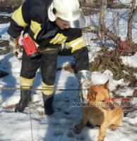 На Кіровоградщині рятувальники знову витягли з ями собаку