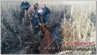 На Кіровоградщині з трясовини витягнули корову