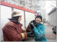 На Кіровоградщині рятувальники зняли кота з дерева