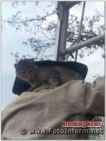 На Кіровоградщині рятувальники зняли кота з високого дерева