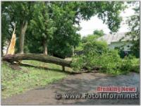 На Кіровоградщині дерево впало на проїжджу частини дороги