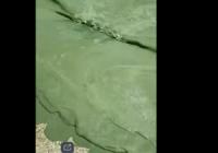 В Одессе море превратилось в зеленую жижу,  купаться не рекомендуют