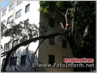 У Кропивницькому на проспекті Університетський впало дерево