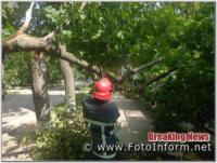 На Кіровоградщині знову прибирали аварійні дерева