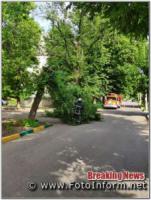 У Кропивницькому дерево впало на тротуар