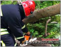 У Кропивницькому продовжують прибирати аварійні дерева