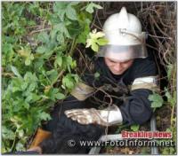 На Кіровоградщині рятувальники визволили пса із старого погреба