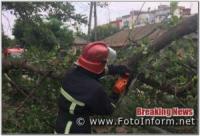 У Кропивницькому впало дерево та перегородило дорогу