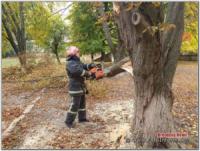 У Кропивницькому двічі розпилювали та прибирали аварійні дерева