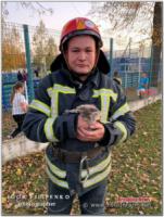 На Кіровоградщині рятувальники зняли кошеня з високого дерева