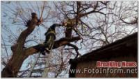 На Кіровоградщині дерево ледь не впало на житловий будинок