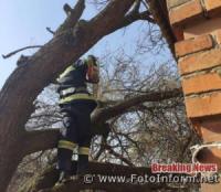 Кіровоградські рятувальники 6 разів розпилювали та прибирали аварійні дерева