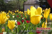 Понад три мільйони тюльпанів зацвіло у Кропивницькому