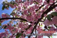 Пропускаємо красиве через карантин: у Кропивницькому цвітуть сакури