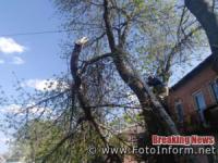 На Кіровоградщині рятувальники 2 рази залучались на розпилювання дерев