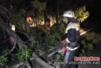 Кіровоградщина: на проїжджу частину дороги впало велике дерево