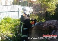 У Кропивницькому рятувальники усунули перешкоду,  що створювало аварійне дерево