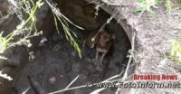 У Кропивницькому песика дістали з каналізаційного колодязя