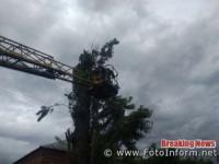 У Кропивницькому дерево ледь не впало на житловий будинок (ФОТО