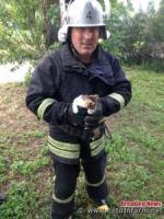 У Кропивницькому з високої тополі рятувальники дістали кошеня