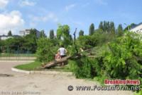 У Кропивницькому на території школи впало дерево