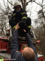 У Кропивницькому рятувальники допомогли зняти з дерева кота