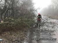Кіровоградщина: на автодорогу Новоукраїнка-Рівне впало дерево
