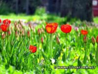 У Кропивницькому почали масово квітнути тюльпани