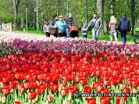 У дендропарку на Кіровоградщині розцвітають тюльпани