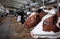 Уряд збільшив фінансування програми підтримки розвитку тваринництва