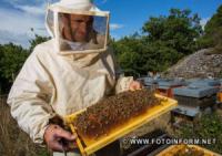 Мешканці Кіровоградщини можуть безкоштовно навчитися професійному бджільництву