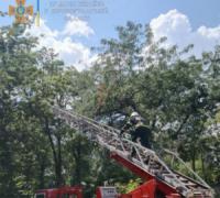 У Кропивницькому рятувальники допомогли зняти кота з дерева