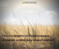 Сільгосппідприємства Кіровоградщини вступили в активну фазу жнивної кампанії