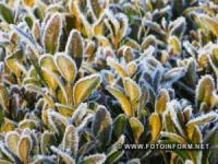 Як сьогодні мороз гарно прикрасив Кропивницький