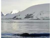 До українських полярників приплив горбатий кит