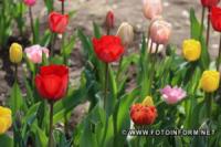У Кропивницькому розквітли сакури та тюльпани