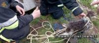 На Кіровоградщині рятувальники витягнули із колодязя козеня