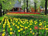 «Море» тюльпанів розквітло у Кропивницькому