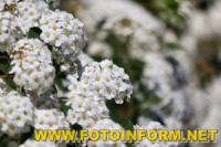 У Кропивницькому цвіте біла спірея