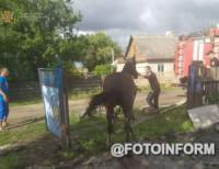 На Кіровоградщині рятувальникам довелося з ями витягувати коня