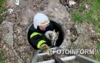 У Кропивницькому рятувальники дістали собаку з оглядового колодязя